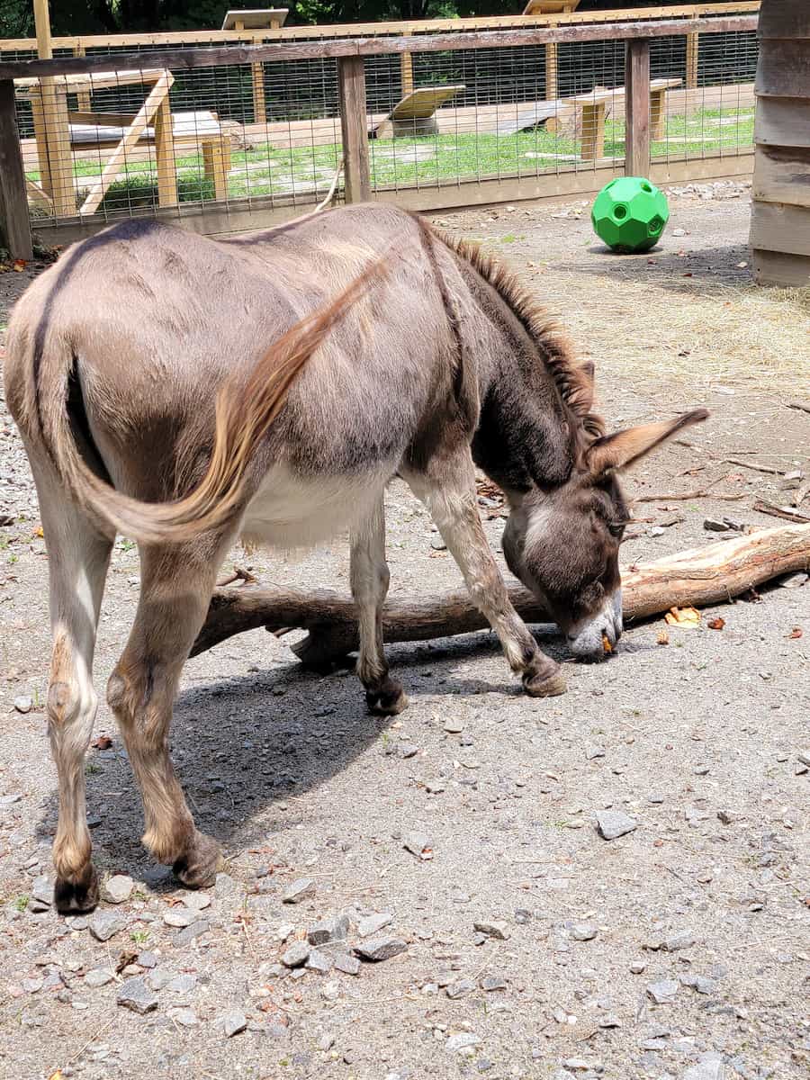Western North Carolina Nature Center Asheville