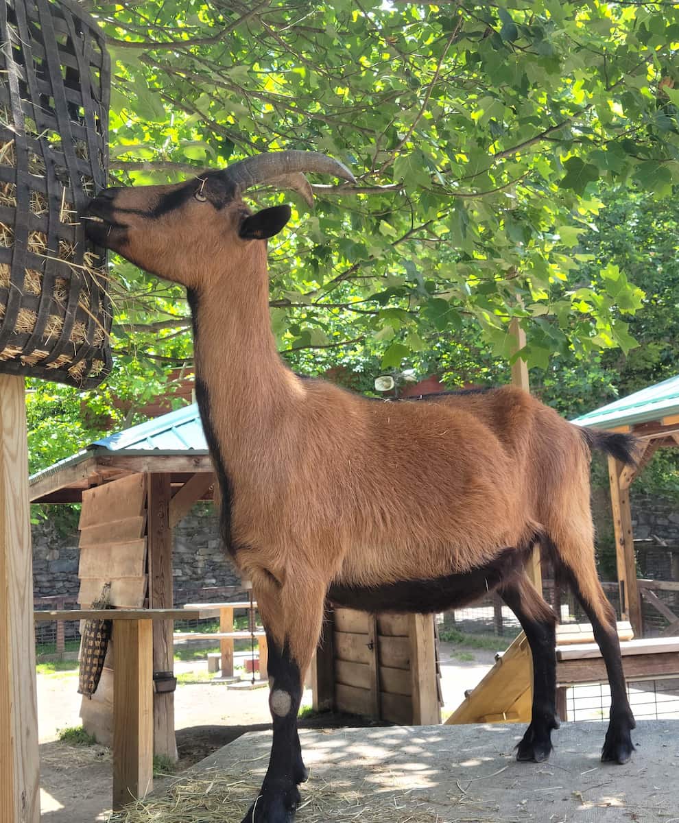 Western North Carolina Nature Center Asheville