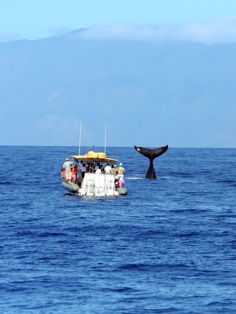 Whale Watching, Maui