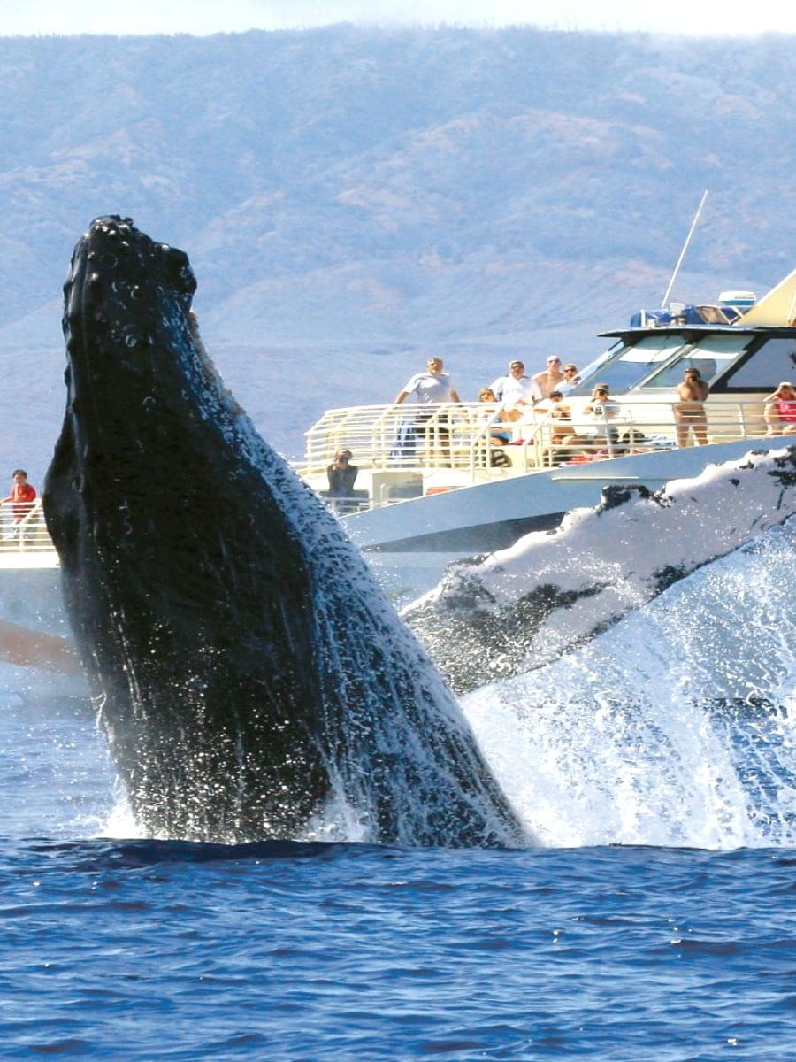 Whale Watching, Maui