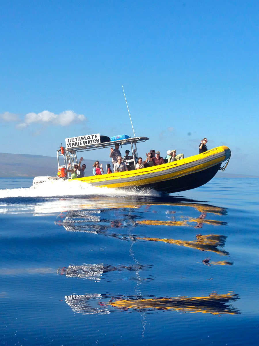 Whale Watching, Maui