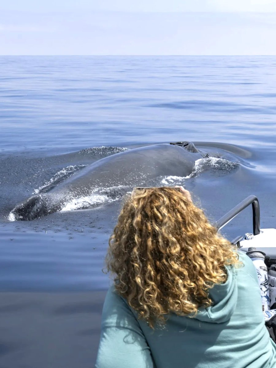Whale Watching Tours, Santa Barbara
