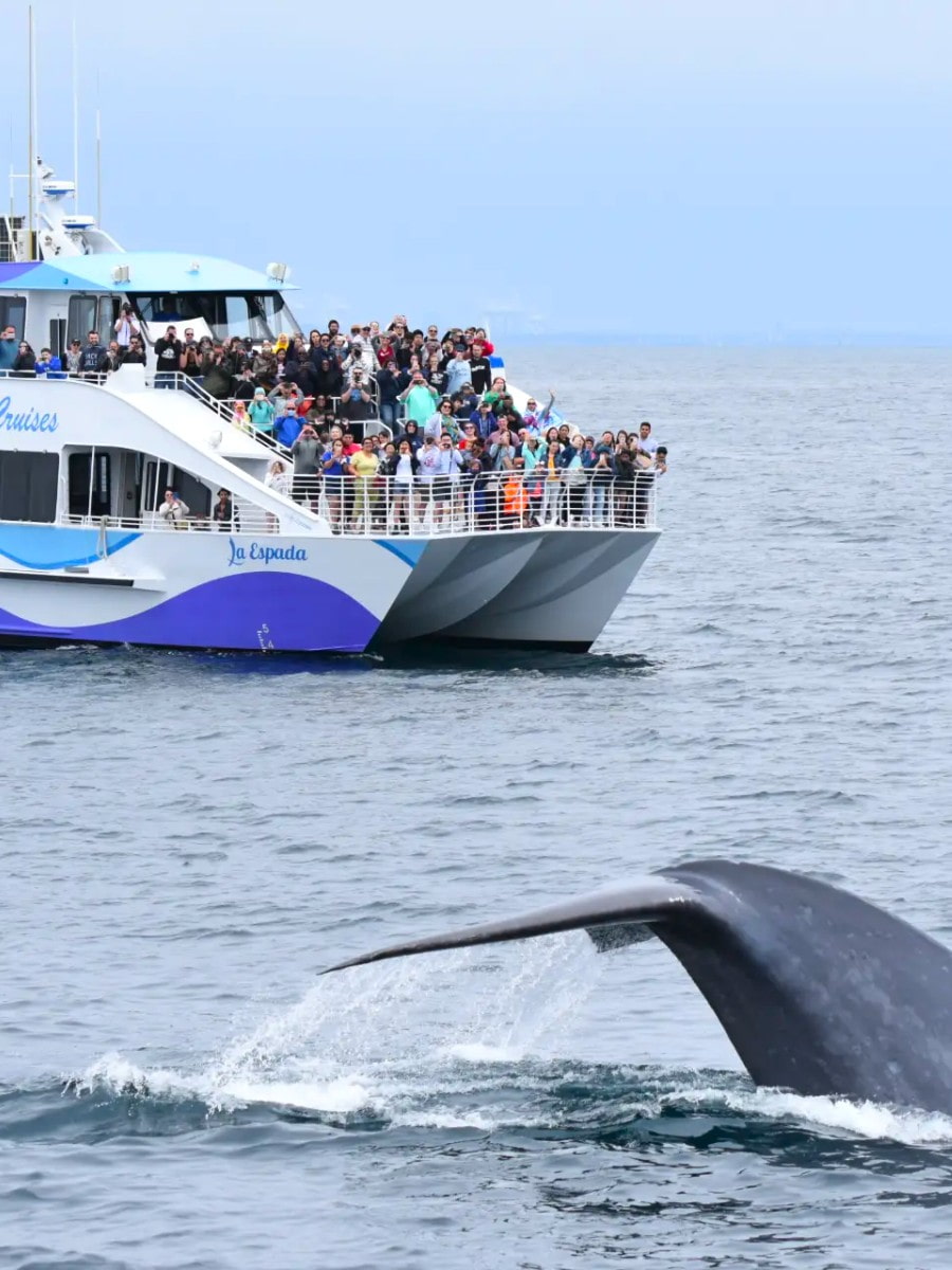 Whale Watching Tours, Santa Barbara