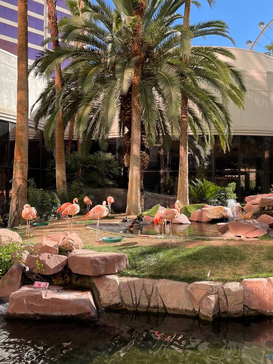 Wildlife Habitat at Flamingo, Las Vegas