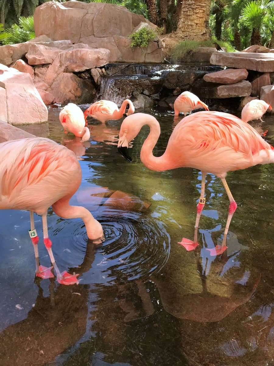 Wildlife Habitat at Flamingo, Las Vegas