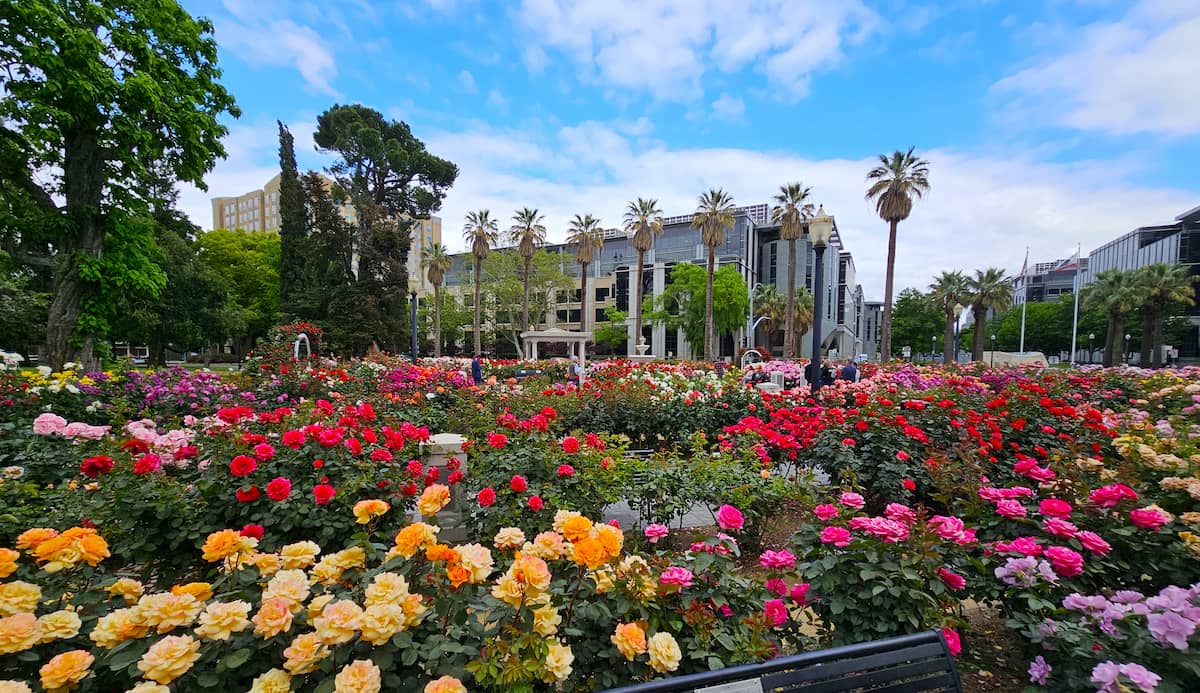 World Peace Rose Garden Sacramento