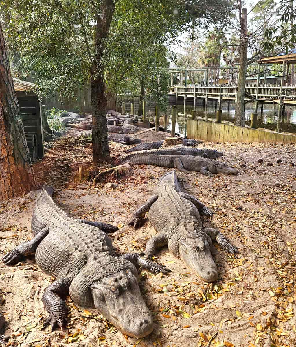 ZooWorld Zoological Park, Panama City Beach