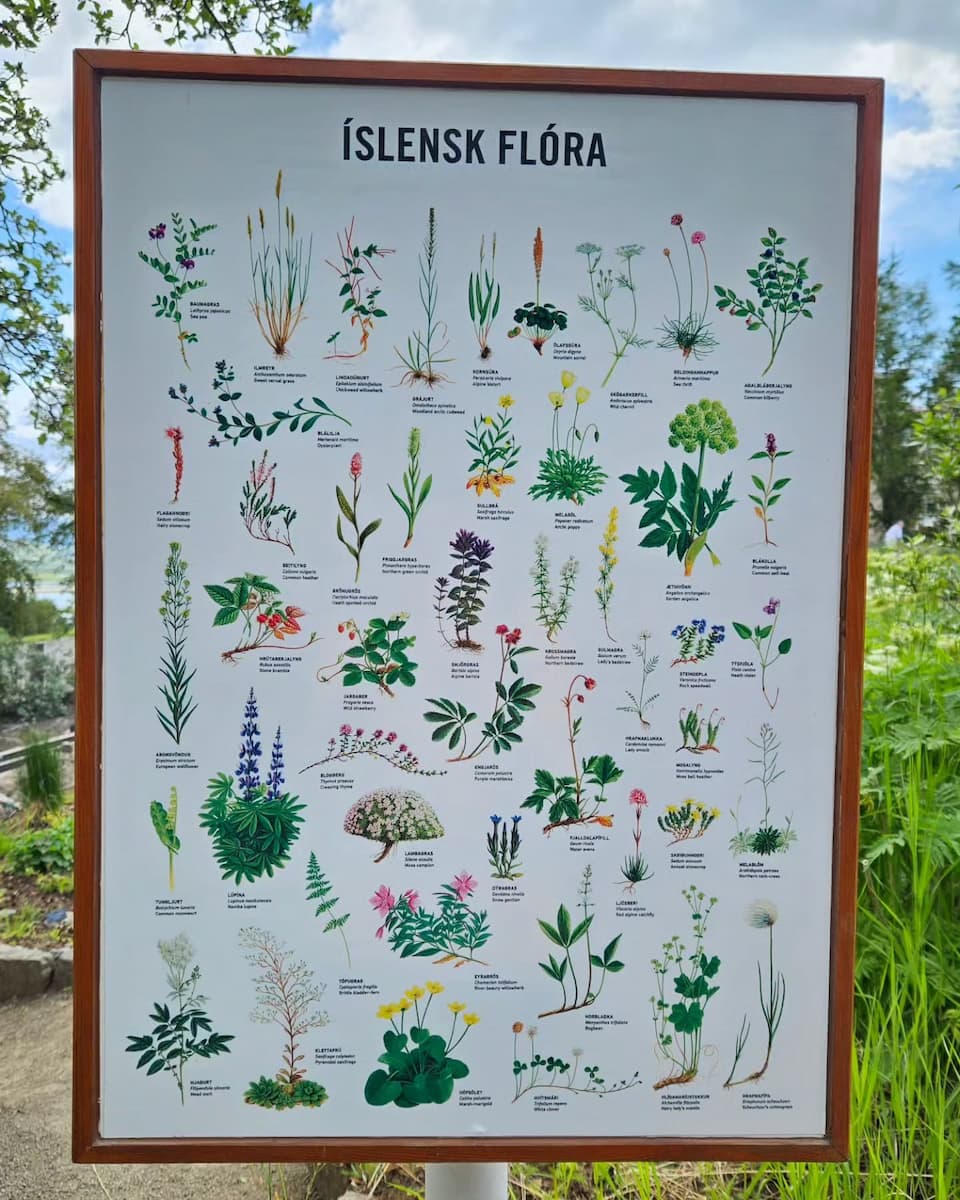 Akureyri Botanical Garden, Iceland