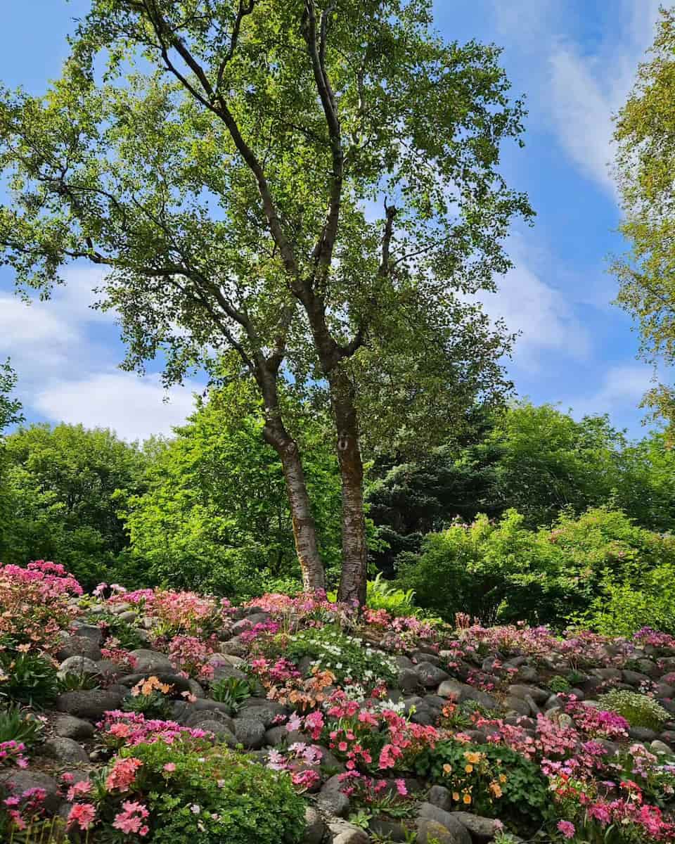 Akureyri Botanical Garden, Iceland