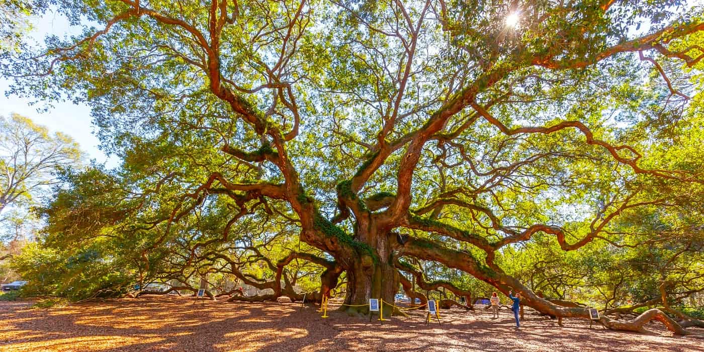 Angel Oak Tree, South Carolina