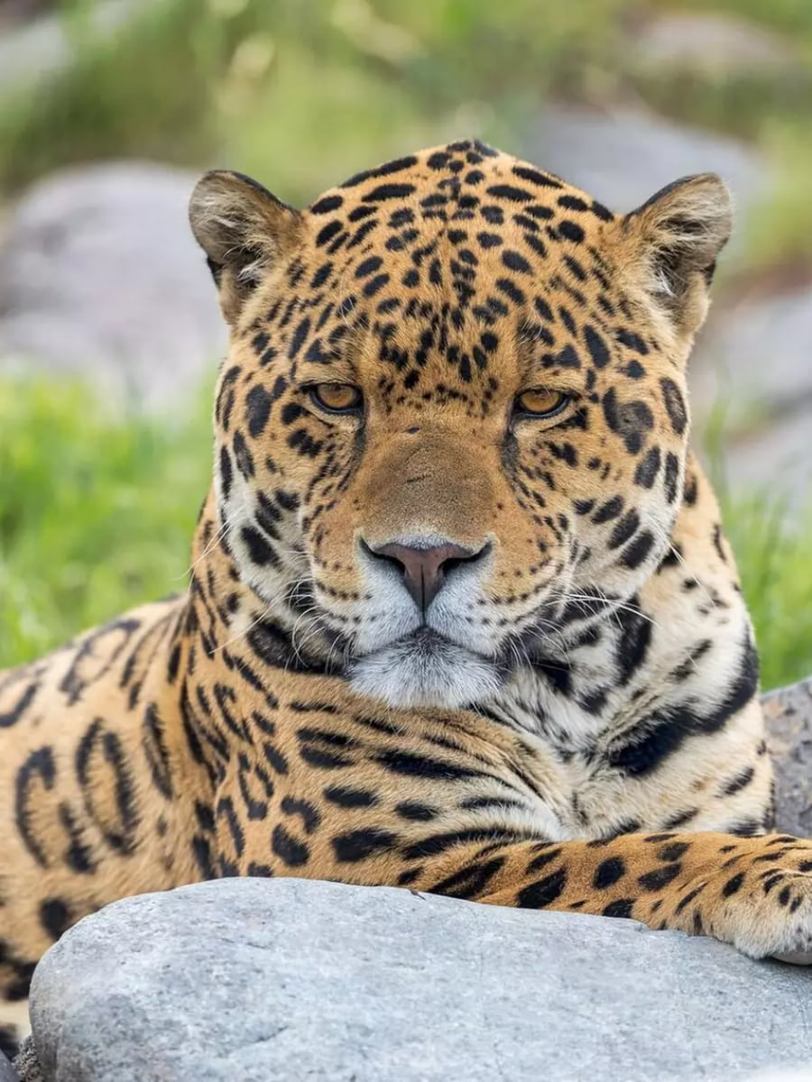 Animal Ark Wildlife Sanctuary, Reno, NV