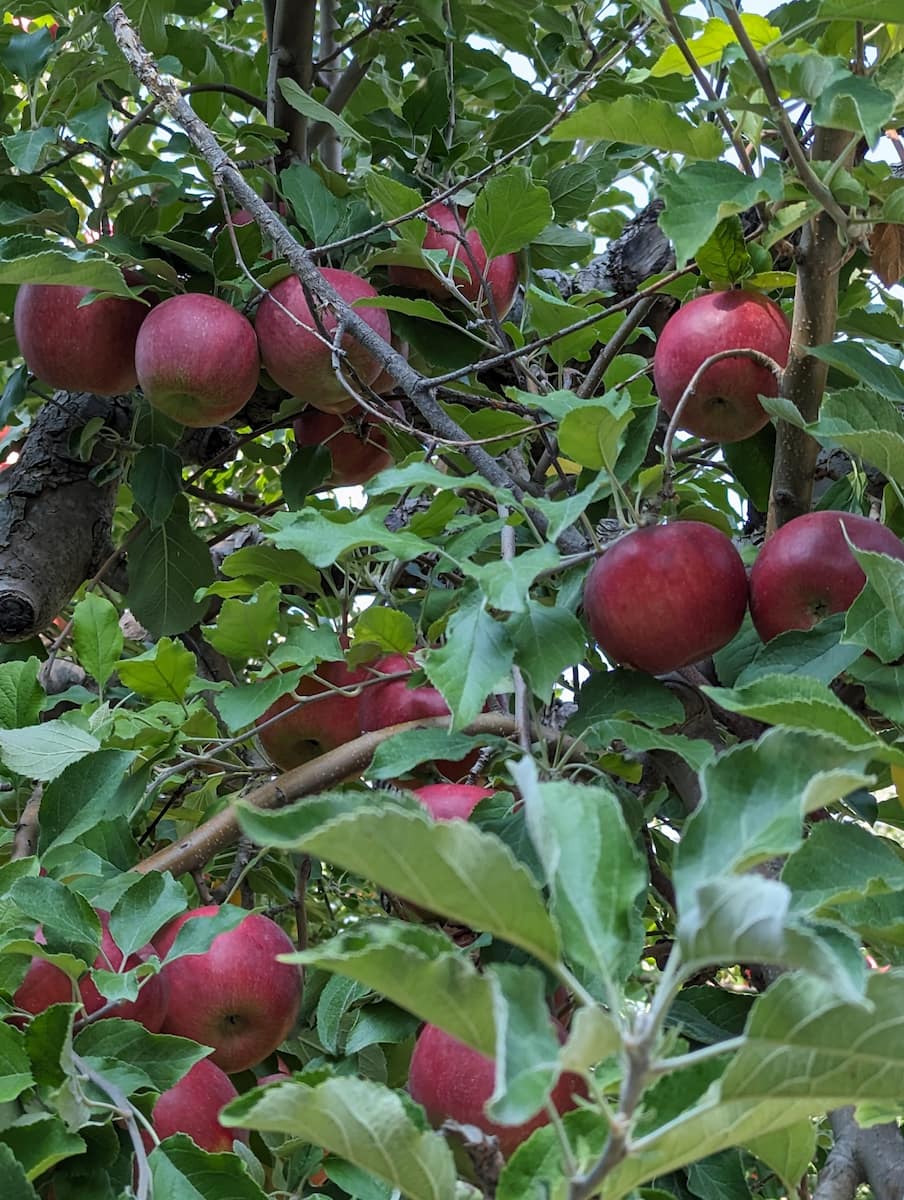 Arbor Day Farm, Nebraska
