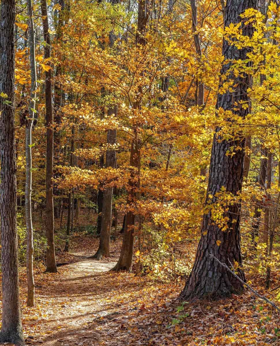 Autumn in Estes Park