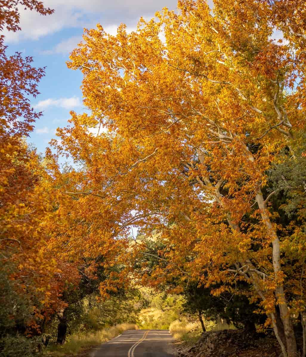 Autumn in Tuscon