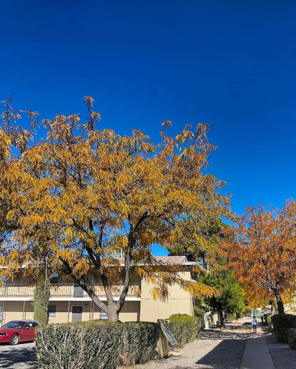 Autumn in El Paso
