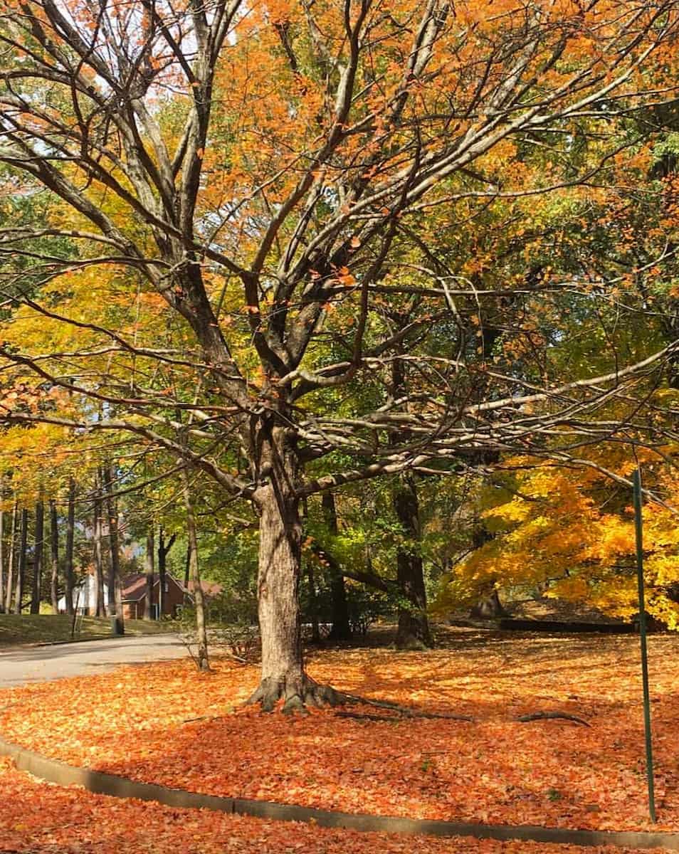 Autumn in Memphis