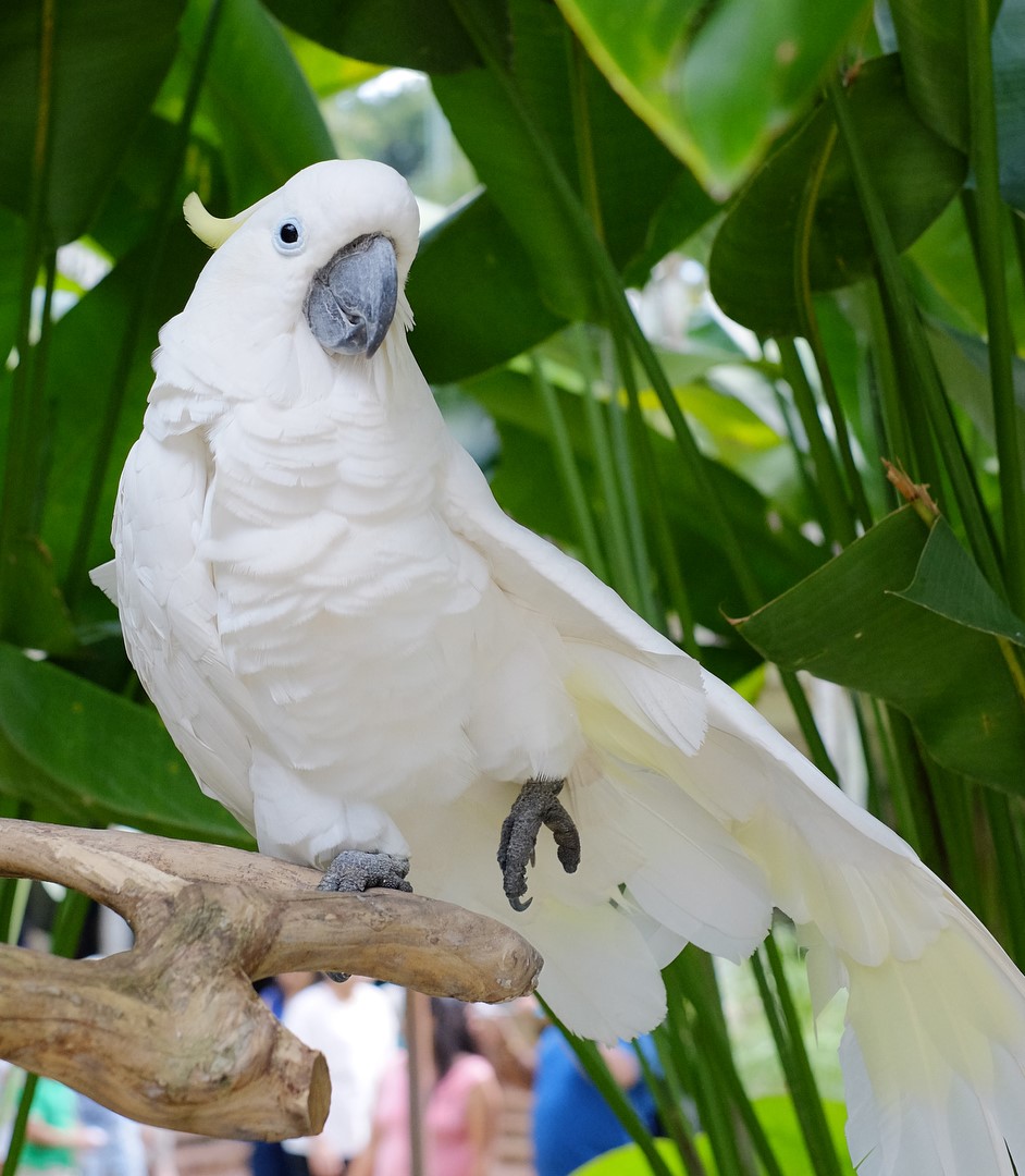 Bali Bird Park
