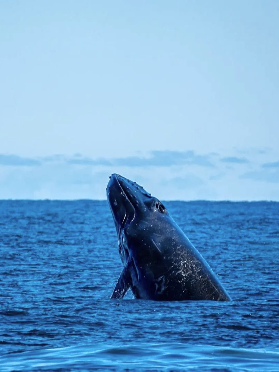Bar Harbor Whale Watch Co, Bar Harbor, Maine