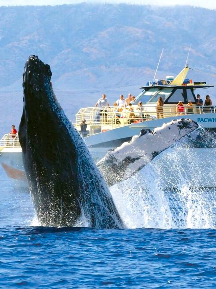 Bar Harbor Whale Watch Co, Bar Harbor, Maine