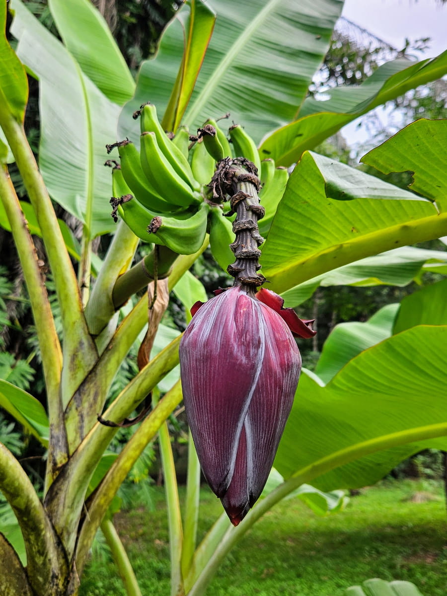 Belize Botanic Gardens, Belize