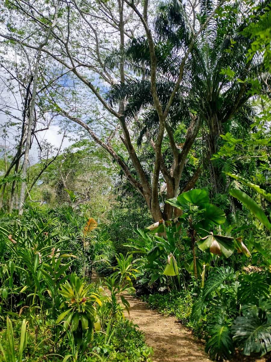 Belize Botanic Gardens, Belize