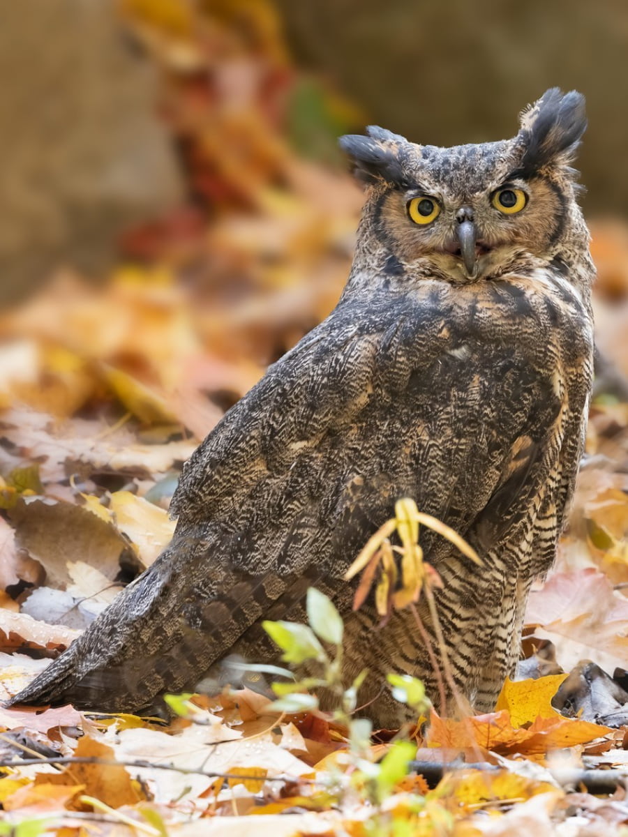 Blandford Nature Center, Grand Rapids