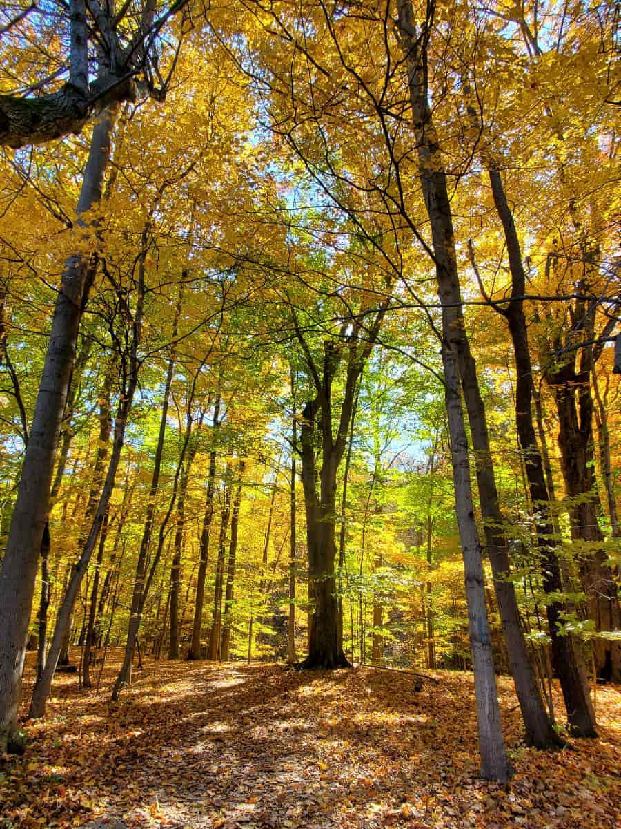 Blandford Nature Center, Grand Rapids
