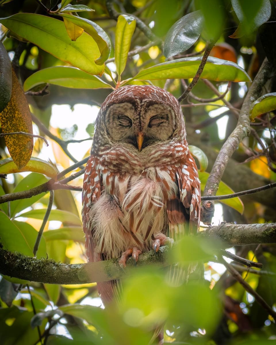 Bluebonnet Swamp Nature Center, Baton Rouge