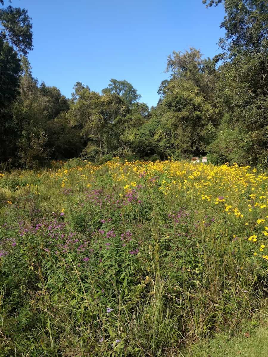 Bluebonnet Swamp Nature Center, Baton Rouge