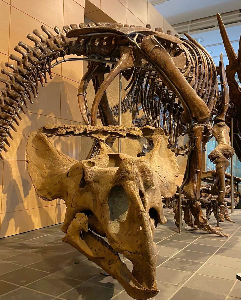 Canadian Museum of Nature