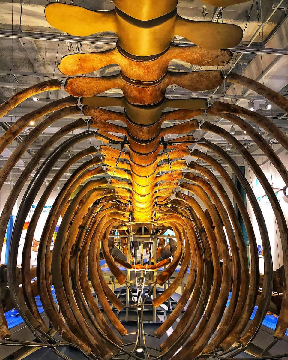 Canadian Museum of Nature