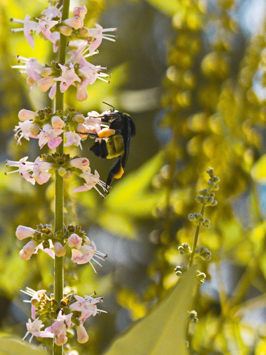 Carleen Bright Arboretum, Waco, TX