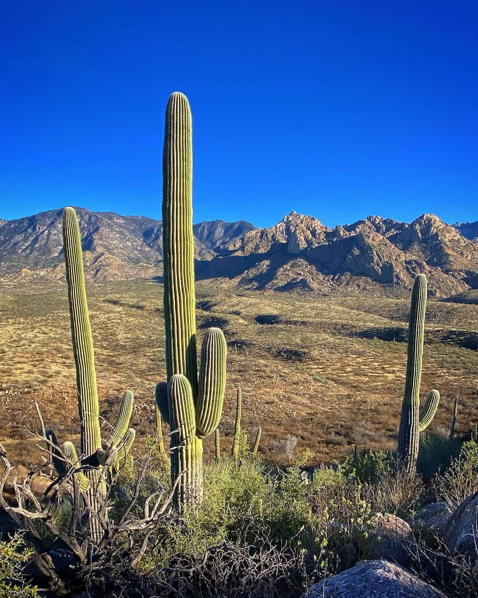 Catalina State Park, Tucson