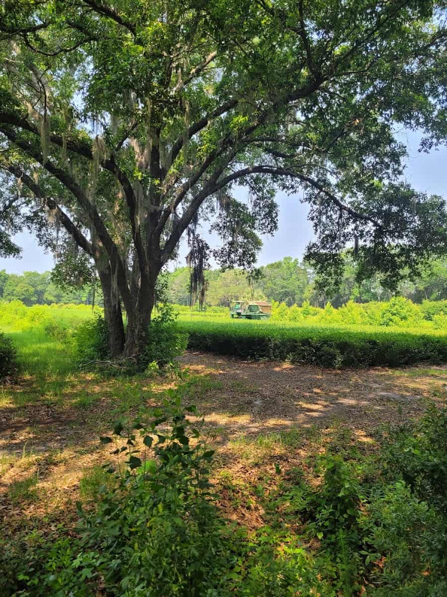 Charleston Tea Plantation, South Carolina