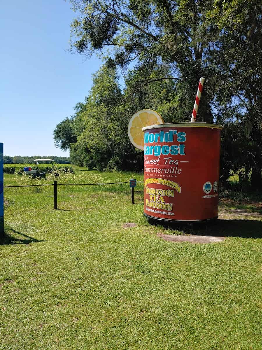 Charleston Tea Plantation, South Carolina