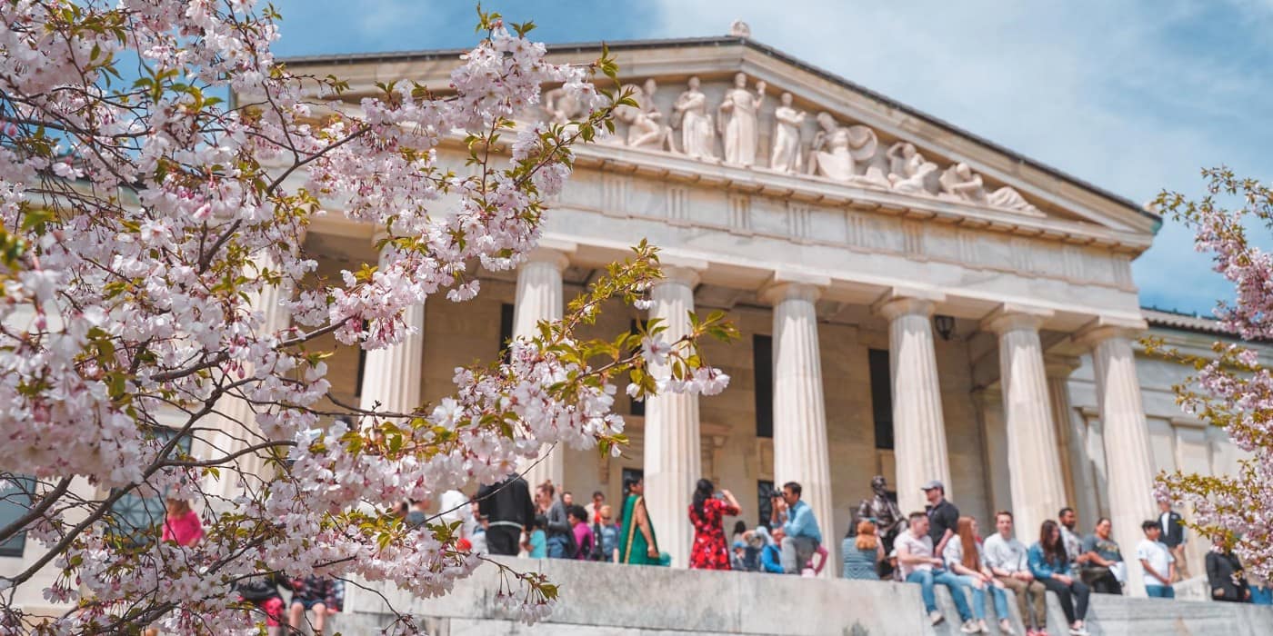 Cherry Blossom Season, Buffalo, NY