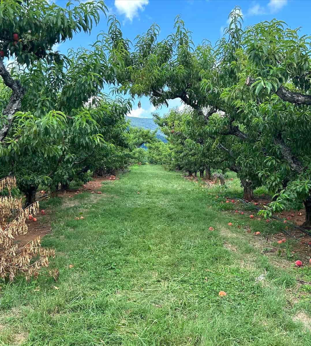 Chiles Peach Orchard, Charlottesville