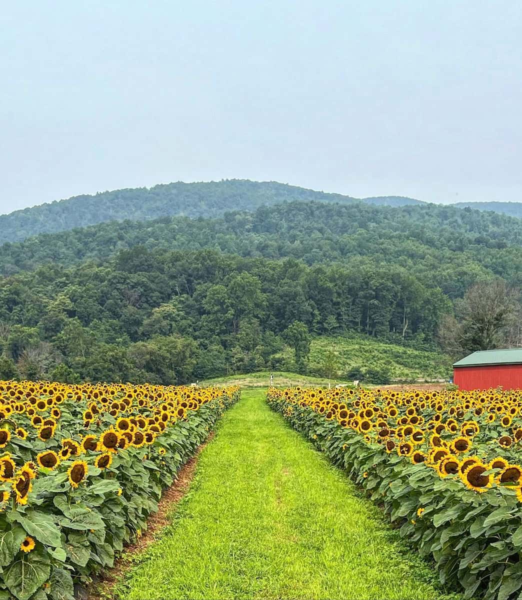 Chiles Peach Orchard, Charlottesville