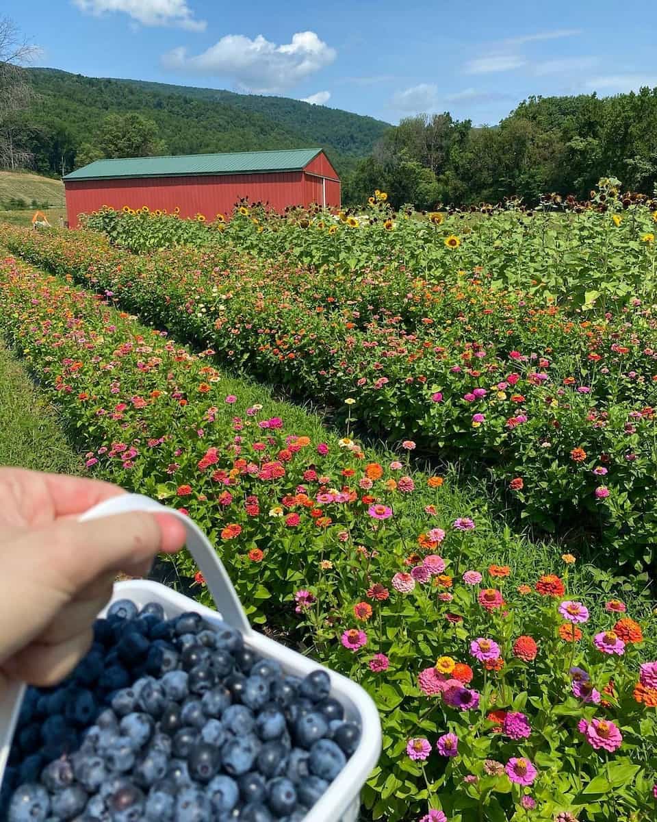 Chiles Peach Orchard, Charlottesville