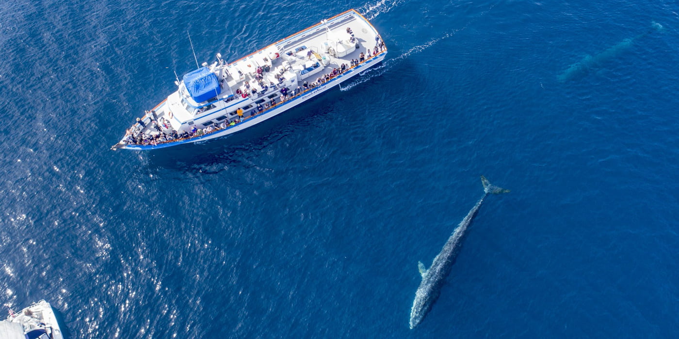 Dana Point Whale Watching, Orange County, California
