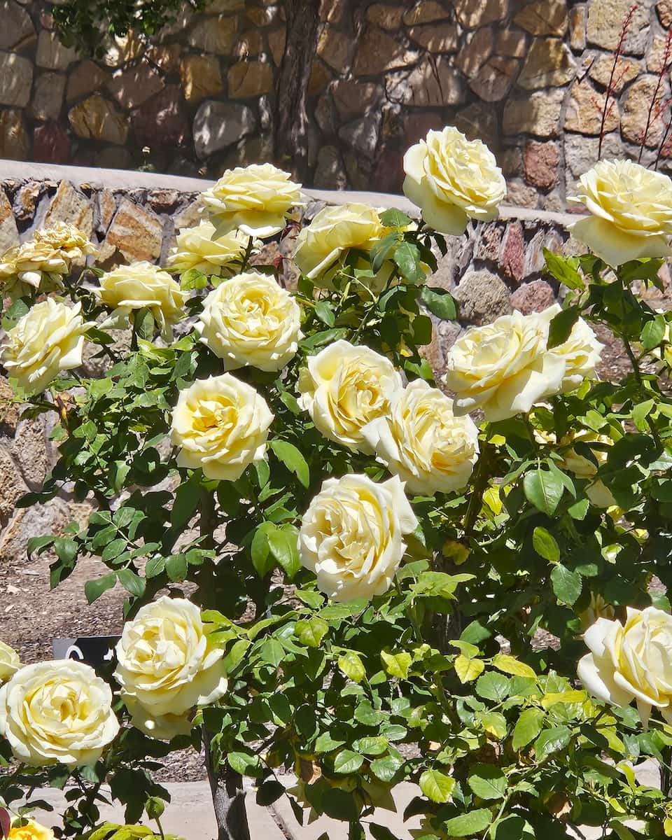 El Paso Municipal Rose Garden