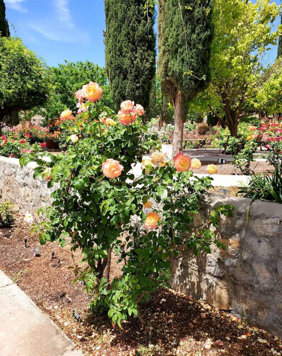 El Paso Municipal Rose Garden