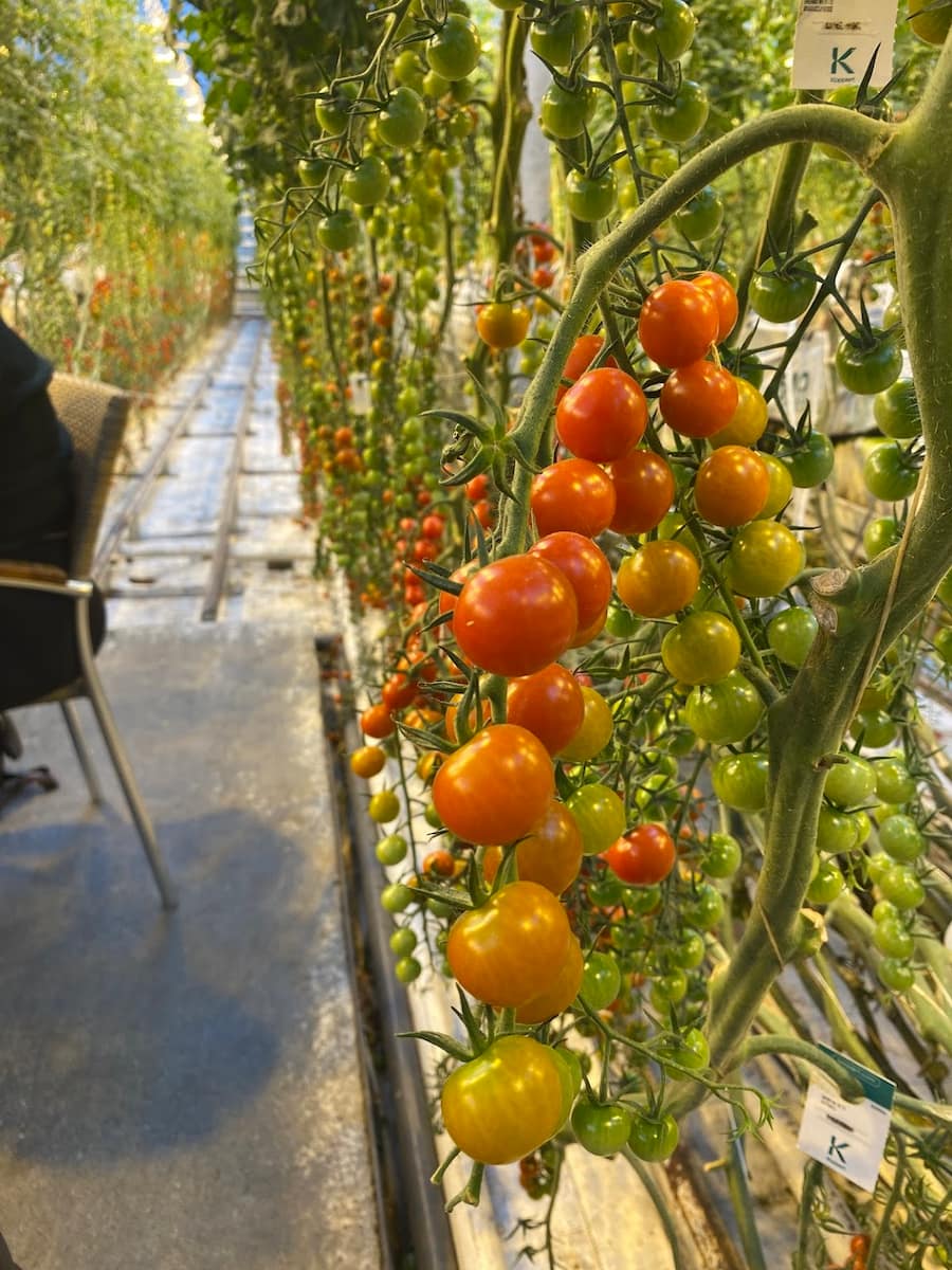 Friðheimar Greenhouse, Iceland