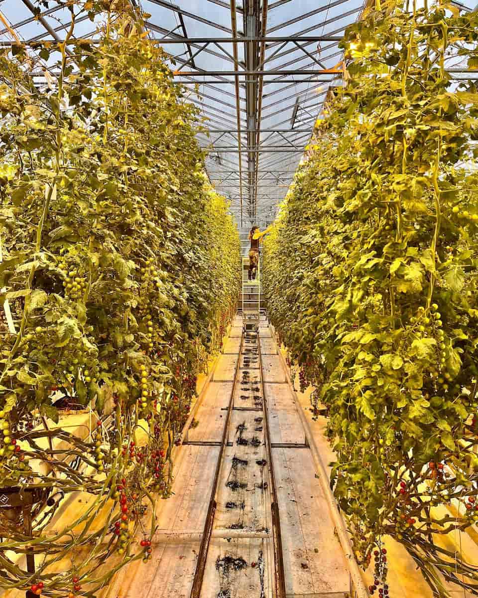 Friðheimar Greenhouse, Iceland