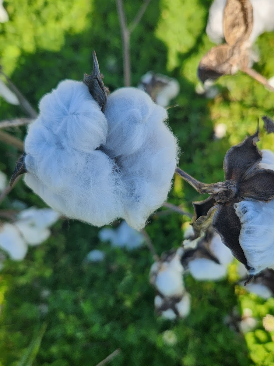 Frogmore Plantation, Louisiana