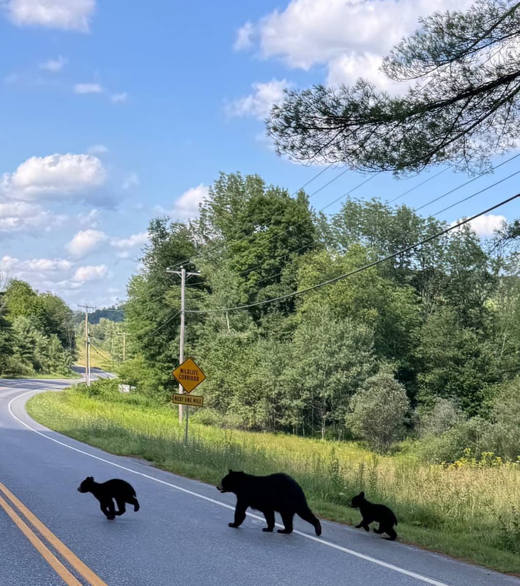 Green Mountain National Forest, Vermont