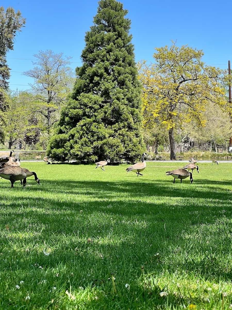 Idlewild Park, Reno, NV