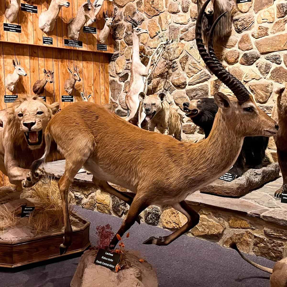 International Wildlife Museum, Tucson