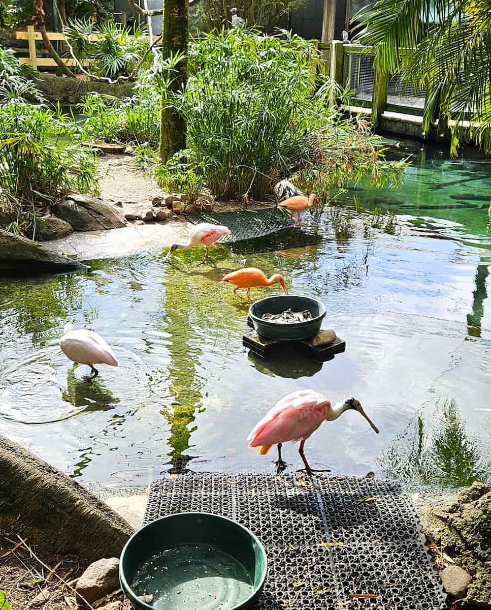 Jacksonville Zoo and Gardens