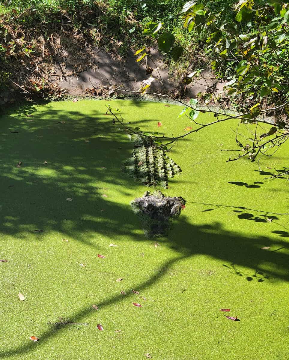 Jacksonville Zoo and Gardens